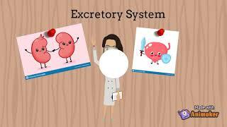 Excretory System for kids | Parts and functions