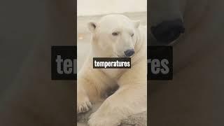 Polar bears have thick blubber #animals