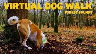 [NO ADS] Dog TV for Dogs  Dog Walking in the Forest with Nature Sounds  Calming Sounds for Dogs