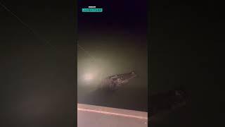 Crocodile Catch