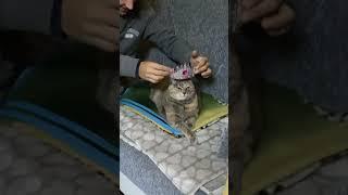 Ее величество...