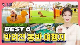 반려동물과 함께 떠나는 여름휴가  ｜ 7월 추천 가볼만한 곳 Best 6