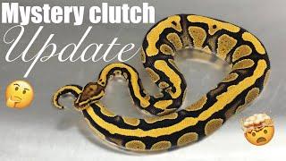 Did we discover a new ball python gene!?! Mystery clutch update!!