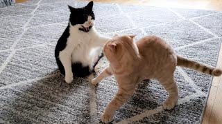 Kitten Terrorizes Older Cat