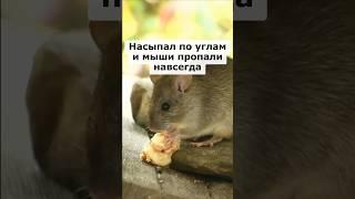 Насыпал по углам и мыши пропали навсегда #сад #огород #садоводство #дача