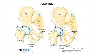 Hip Preservation in the Active Adult