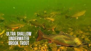 UNDERWATER Brook Trout  Footage from Algonquin Park