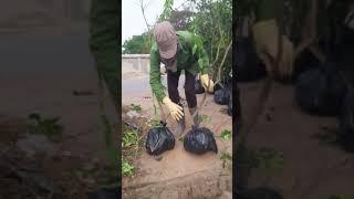 HƯỚNG DẪN CHĂM SÓC, TRỒNG, LÀM GIÀU TỪ BƯỞI DIỄN, CAM CANH, BÁN GIỐNG BƯỞI DIỄN. SĐT: 096.239.2038