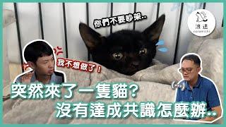 147 突然來了一隻貓？沒有達成共識怎麼辦.. ｜浪途｜囍八咖啡 pet shop.coffee 冠名贊助播出｜小黑風波1