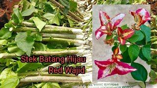 Tanam Bougenville batang hijau id Red Wajid