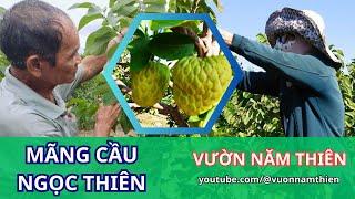 Mãng Cầu Ngọc Thiên | Na Thái | Na Dứa |Thương Hiệu  Của Vườn Năm Thiên OCOP | Vườn Năm Thiên