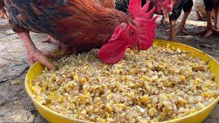 Raising free range chickens for meat and eggs - Make your own organic chicken feed from cooked corn.