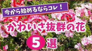 【ガーデニング】人気園芸講師おすすめ！3月の今から始めるならコレ！抜群にかわいい花5選の紹介！Gardening ・あしかがフラワーパーク