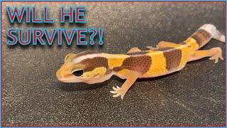 Baby Gecko Won't Eat!