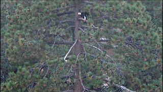 Sep 6, 2024: A Juvenile Cooper’s Hawk visits the nest; Jackie is spotted in the Roost Tree