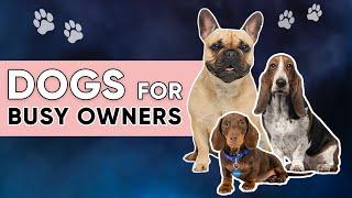 Low Maintenance Dogs for Busy Owners