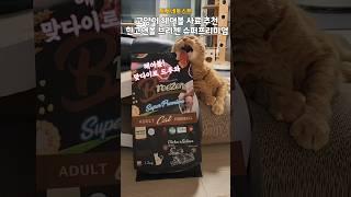 고양이 헤어볼 사료 브리젠 슈퍼프리미엄 고양이 사료 추천 #shorts