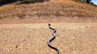 Dangerous Australian Snake Defends Itself