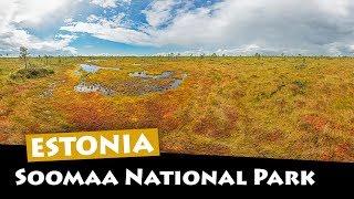 Soomaa National Park, Estonia - Bog Walking Tour and Night Safari!