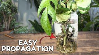 propagation for beginners MANY different methods for success