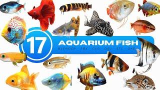 17 Set Aquarium Fish 3D Model