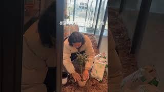 무료로 해드렸습니다. #몬스테라알보 #monsteraalbo #plants #알보의왕 #분갈이 #식물 #노크흙
