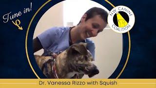 Bark at the Moon - Special Guest - Dr. Vanessa Rizzo, DVM, ACVIM (O)