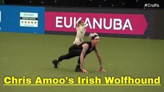 Chris Amoo's Irish Wolfhound Makes it to Best in Show Finale at Crufts