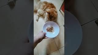 Влажный корм для кошек