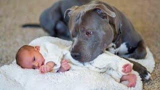 When a Pitbull Becomes a Gentle Babysitter - Cute Moments Dog and Human