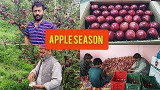 Apple season | Shimla | Himachal Pradesh | Apple orchard | Apple Farming | Apple Plucking , Grading