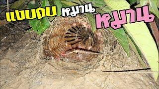 สูตรใส่แงบกบใหญ่ ทุ่งหนองไฮ หมานๆ  Amazing ! How to catch Frog !