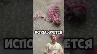 Вы всю жизнь ели это насекомое #удивительно #рек #история #факт #факты #интересное #познавательно