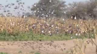 Argentina dove hunting with JJ Caceria