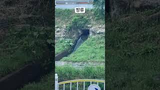 방류