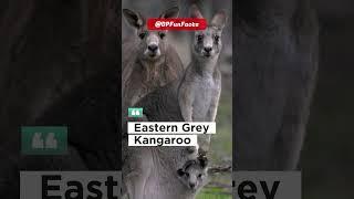 There are four different species of kangaroo | DPFunFacts #DPFunFacts