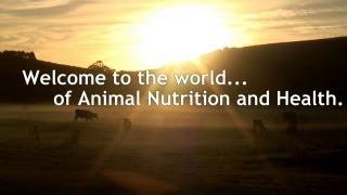 DSM in Animal nutrition & health