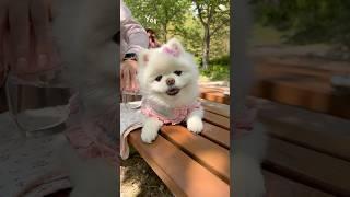 나의 절친이 되어주실 분️ #샤샤의하루#pets #cute #친구한테 #puppy