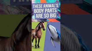 These Animals Body Parts are Bigger Than Human   #animals #youtubeshorts