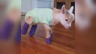 Watch a Baby Goat Born Without Hooves Learn to Walk with New Prosthetic Legs
