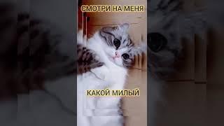 Я Самый #Милый #Котенок в Мире. Веселые и Смешные Видео Приколы с Котами Top Fun #Cats Shorts Videos