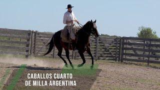 Caballos cuarto de Milla Argentina - TvAgro por Juan Gonzalo Angel Restrepo