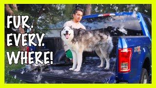 How To Groom A Husky At Home (AIIYME 3200W DOG DRYER)