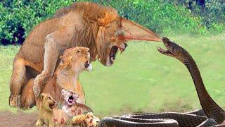 Lion Gets Attacked and Chased By Cobra While Doing This Stupid Thing - What Will Happen To Them?