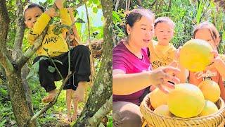 Miraculous grapefruit harvest season