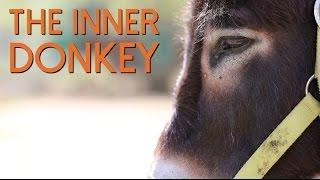 The Inner Donkey - A Donkey's Personality