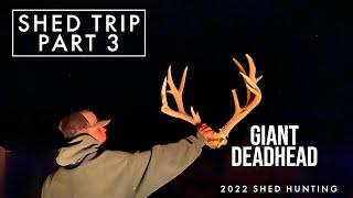 SHED TRIP | GIANT DEADHEAD | EP 3