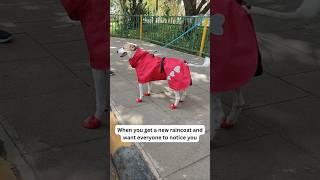 When the rain hits but fashion calls—Zoof raincoat edition #dogs #raincoat
