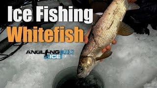 Ice Fishing For Whitefish