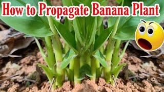 The World should know this technique How to propagate Multiple Banana Trees